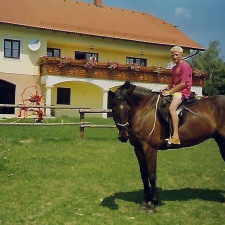 Pferd auf der Wiese