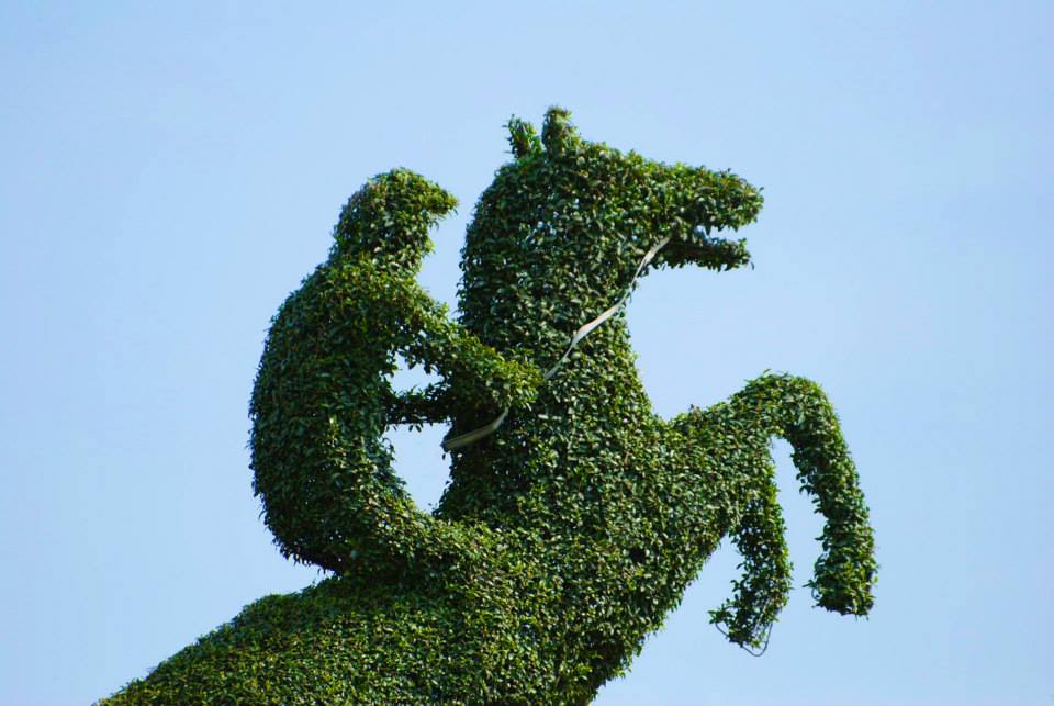 Buchsbaum mit Formschnitt in Form einer Reiters