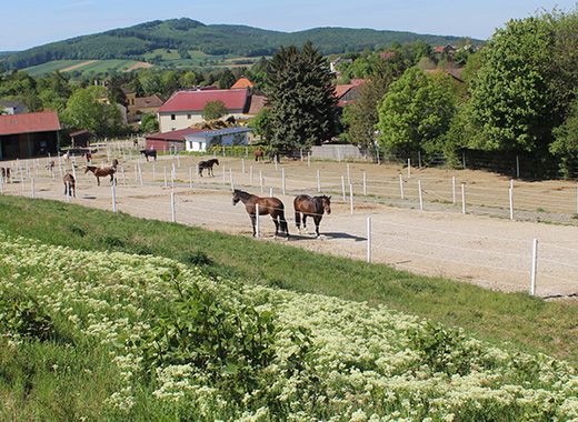 Täglicher Koppelgang